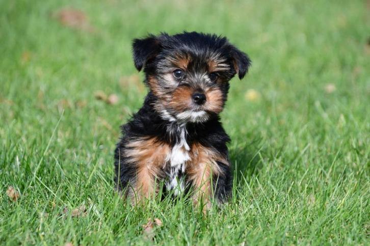 Yorkshire Terriër pups te koop, Dieren en Toebehoren, Honden | Jack Russells en Terriërs, Reu, Yorkshire Terriër, Fokker | Professioneel