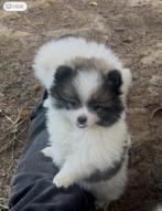 Prachtige mini pomeriaan pups (bear face ), België, Particulier, Keeshond, CDV (hondenziekte)