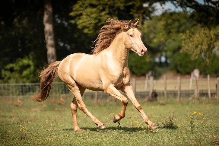 2 champagne hengsten ter dekking, Dieren en Toebehoren, Paarden, Hengst, Z