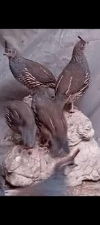 Kuifkwartel, Dieren en Toebehoren, Meerdere dieren, Overige soorten