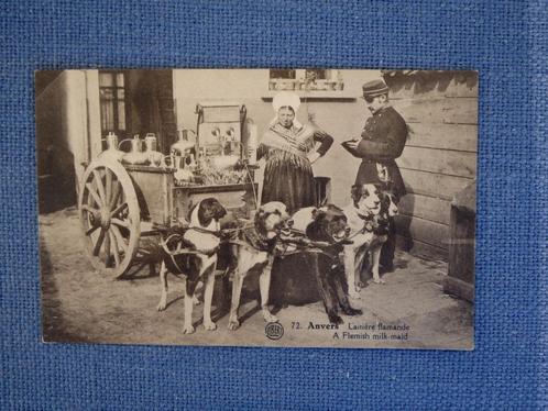 Laitière flamande Anvers - Chariot pour chiens - 4 chiens, Collections, Cartes postales | Belgique, Non affranchie, Anvers, Avant 1920