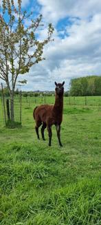 Alpaca Hengsten, Mannelijk