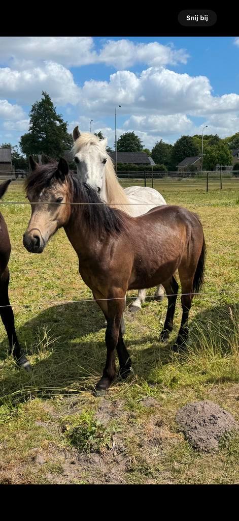 Mooie connemara merrie, Dieren en Toebehoren, Paarden, Merrie, Onbeleerd, Minder dan 160 cm, 0 tot 2 jaar, Met stamboom, Gechipt