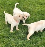 Blonde en choco Labrador pups (ouders getest), Dieren en Toebehoren, Meerdere, 8 tot 15 weken, Meerdere dieren, België
