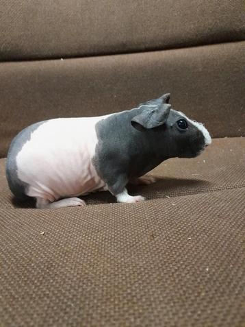 Skinny cavia zeugen beschikbaar voor biedingen