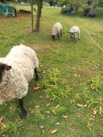 Prachtige  moer met 2 lammeren bokje en teefje voor verzamel, Vrouwelijk, Schaap, 3 tot 5 jaar