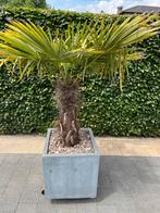 Palmboom mooi ingepot, Tuin en Terras, Planten | Bomen, Ophalen, Palmboom