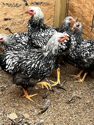 Wyandotte groothoender hanen  beschikbaar voor biedingen