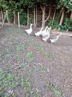 Ganzen kuikens ., Dieren en Toebehoren, Pluimvee