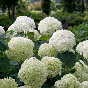 hydrangea annabelle beschikbaar voor biedingen