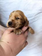Cocker spaniel pups, België, CDV (hondenziekte), 8 tot 15 weken, Meerdere
