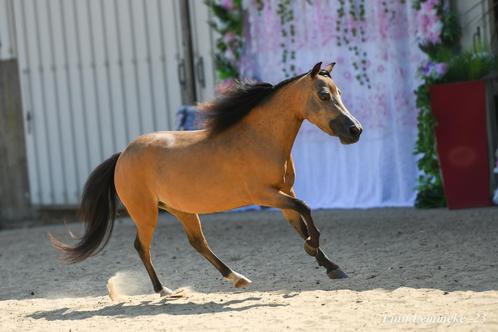 Verschillende AMHA AMHR NMPRS paardjes, Animaux & Accessoires, Chevaux, Étalon