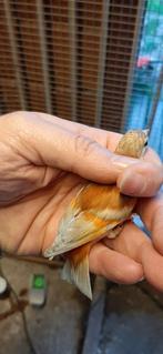 Mannelijke mutatie in Siskin Venezuela, Dieren en Toebehoren, Mannelijk