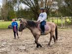 Rijlessen/grondwerklessen/coaching, Enlèvement ou Envoi