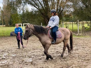 Rijlessen/grondwerklessen/coaching beschikbaar voor biedingen