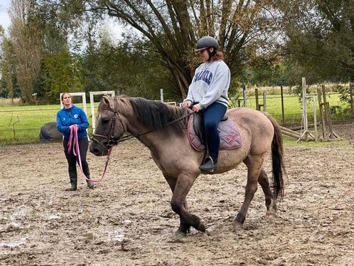 Rijlessen/grondwerklessen/coaching, Animaux & Accessoires, Chevaux & Poneys | Produits de soin, Enlèvement ou Envoi