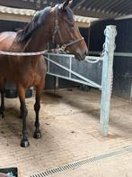 6 jarige merrie, Dieren en Toebehoren, Paarden, Merrie