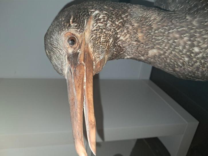 Groot lot opgezette dieren/taxidermie, Verzamelen, Dierenverzamelingen, Zo goed als nieuw, Opgezet dier, Vogel, Ophalen of Verzenden