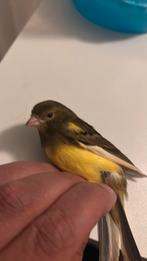 Complete Set Kooi + Kanarie V + Zaad, Ophalen, Gebruikt, Metaal, Vogelkooi