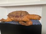 schildpad (groot model voor decoratie) 60x40 cm, Overige soorten, Opgezet dier, Gebruikt, Ophalen