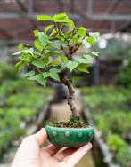 Bonsai Zelkova Serrata Shohin, Tuin en Terras, Planten | Tuinplanten, Ophalen of Verzenden