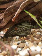 Panaque nigrolineatus L191, Dieren en Toebehoren, Vissen | Aquariumvissen, Vis, Zoetwatervis