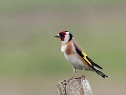 ELZEN PUTTER 2025, Dieren en Toebehoren, Vogels | Overige Vogels, Wildzangvogel, Meerdere dieren, Tam, Geringd