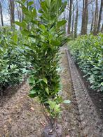 Prunus rotundifolia , laurieren, Tuin en Terras, Planten | Struiken en Hagen, Ophalen of Verzenden