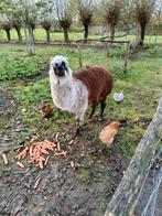 Alpaca hengst, Dieren en Toebehoren, Schapen, Geiten en Varkens, Mannelijk, 6 jaar of ouder
