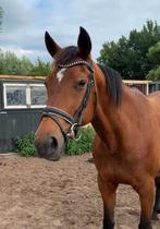 Bomproof super lieve merrie!, Dieren en Toebehoren, B, Gechipt, 11 jaar of ouder, Recreatiepony