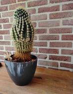 Mooie grote cactus met pot, Ophalen