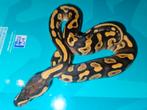 Ballpython#regiuspython#blackpastel, Dieren en Toebehoren, Reptielen en Amfibieën
