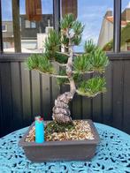 bonsai Pinus Parviflora (witte den), Tuin en Terras, Planten | Bomen, Overige soorten, Minder dan 100 cm, Ophalen, Volle zon