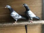 duiven, Animaux & Accessoires, Oiseaux | Pigeons, Sexe inconnu, Autres espèces