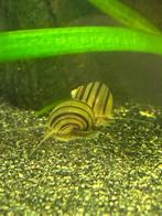 10 x Asolene spixii, dwergappelslak, Dieren en Toebehoren, Slak of Weekdier, Zoetwatervis