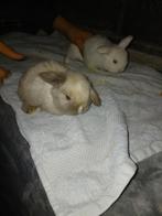 Konijnen, Dieren en Toebehoren, Konijnen