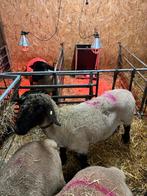 Suffolk schapen te koop