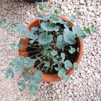 Sedum (Vetkruid), Tuin en Terras, Planten | Tuinplanten, Ophalen