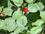Zwarte braambessen planten zonder doornen in pot, Ophalen, Vaste plant, Halfschaduw, Zomer