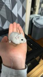 Russische hamsters, Dieren en Toebehoren