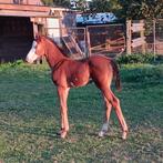 paint merrie APHA met veulen, Dieren en Toebehoren, Paarden, Merrie, Minder dan 160 cm, 3 tot 6 jaar, Westernpaard