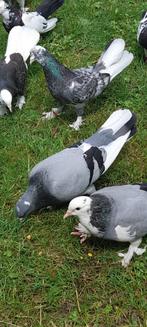 Pigeon Dunek a vendre (gsm : 0491625574), Animaux & Accessoires, Oiseaux | Pigeons