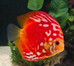 Discussen te koop, Dieren en Toebehoren, Vis, Zoetwatervis, Schoolvis