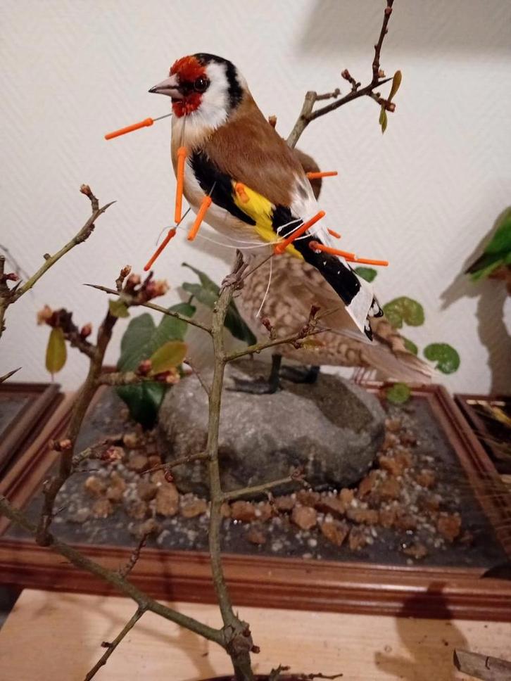 Gezocht overleden Europese cultuurvogels voor taxidermie, Dieren en Toebehoren, Vogels | Overige Vogels, Geringd