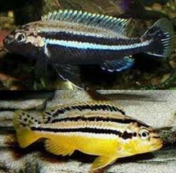 Melanochromis auratus beschikbaar voor biedingen