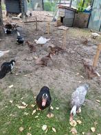 Barberie eenden / muskuseenden, Dieren en Toebehoren, Vogels | Duiven