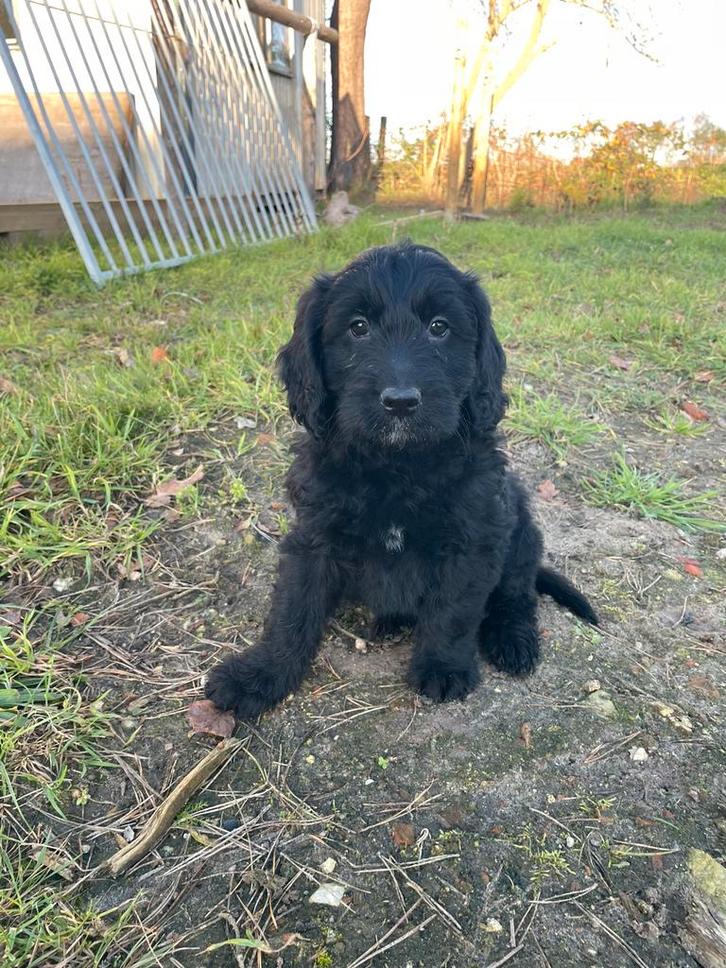 Mooie zwarte goldendoodle pups!, Dieren en Toebehoren, Honden | Retrievers, Spaniëls en Waterhonden, Meerdere dieren, Golden retriever