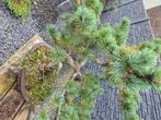 Bonsai pinus penthaphilla, Moins de 100 cm, Autres espèces, Enlèvement, Ombre partielle