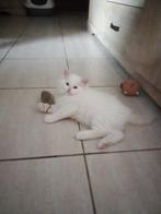 Raszuivere ragdoll kittens met stamboom, Dieren en Toebehoren, Meerdere dieren, Gechipt, 0 tot 2 jaar