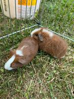 2 jonge cavia’s, Dieren en Toebehoren, Knaagdieren, Cavia, Juni, Mannelijk, Tam